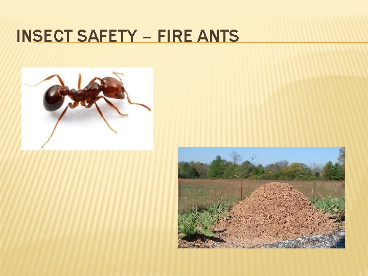 INSECT SAFETY – FIRE ANTS 