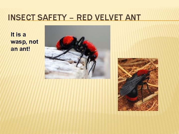 INSECT SAFETY – RED VELVET ANT It is a wasp, not an ant! 