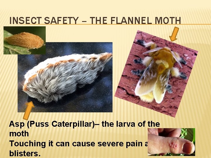 INSECT SAFETY – THE FLANNEL MOTH Asp (Puss Caterpillar)– the larva of the moth