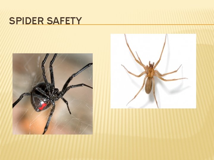 SPIDER SAFETY 