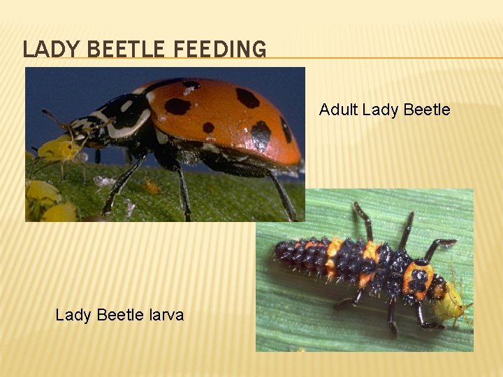 LADY BEETLE FEEDING Adult Lady Beetle larva 