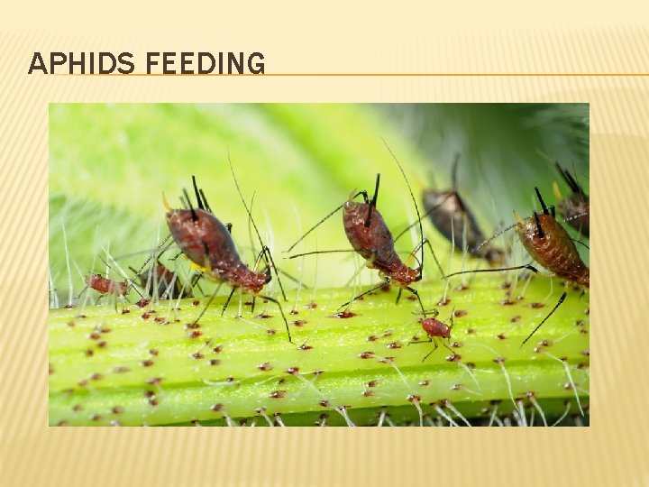 APHIDS FEEDING 