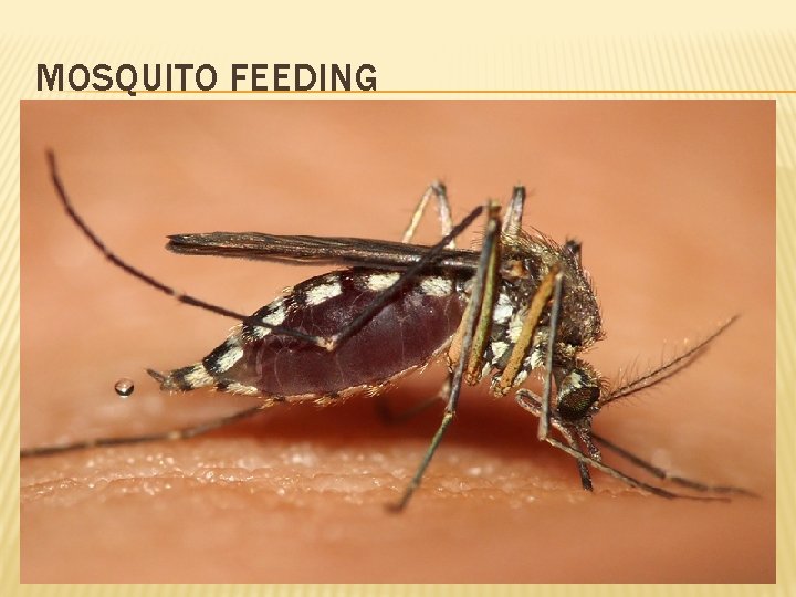 MOSQUITO FEEDING 