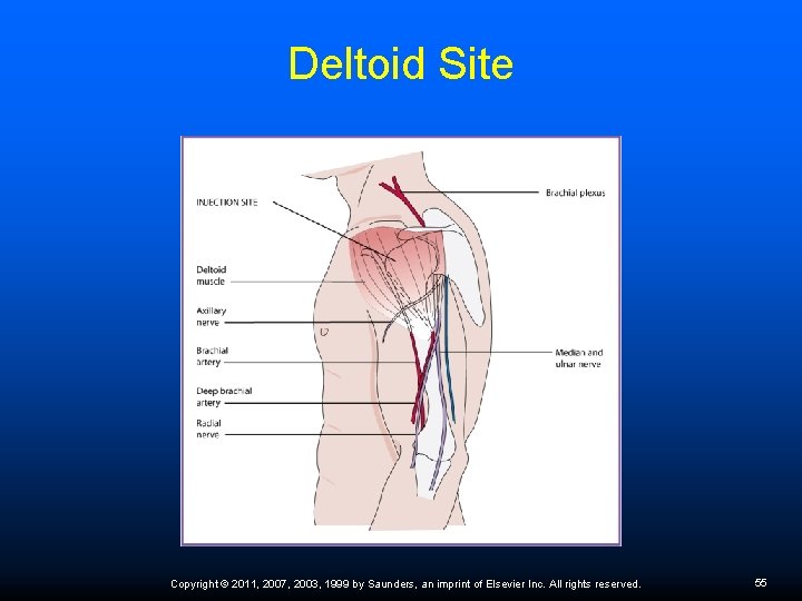 Deltoid Site Copyright © 2011, 2007, 2003, 1999 by Saunders, an imprint of Elsevier