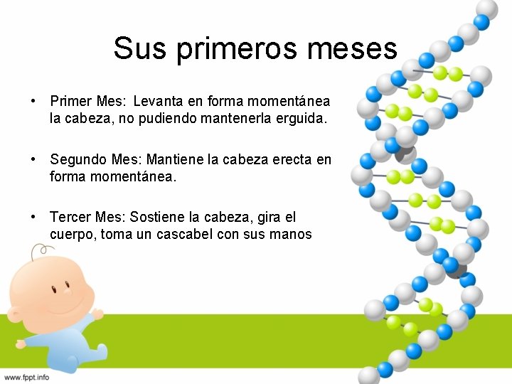 Sus primeros meses • Primer Mes: Levanta en forma momentánea la cabeza, no pudiendo