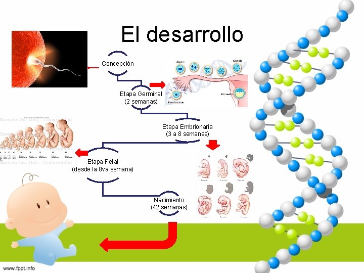 El desarrollo Concepción Etapa Germinal (2 semanas) Etapa Embrionaria (3 a 8 semanas) Etapa