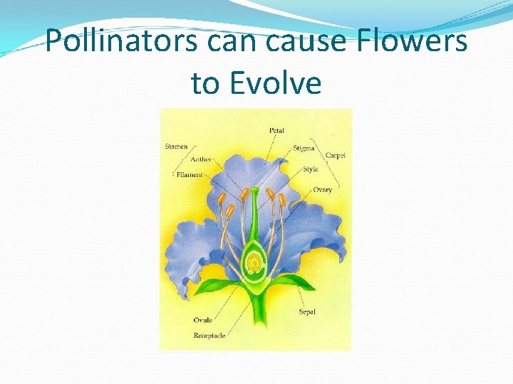 Pollinators can cause Flowers to Evolve 