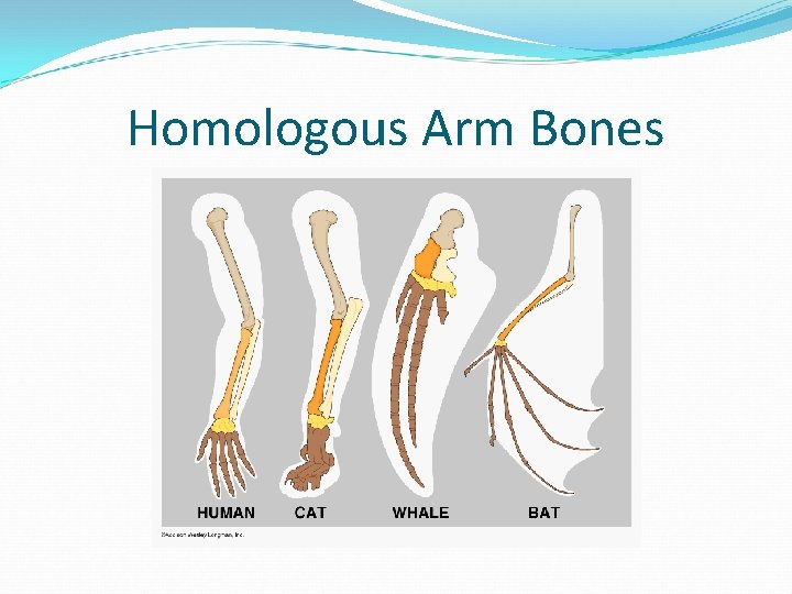 Homologous Arm Bones 