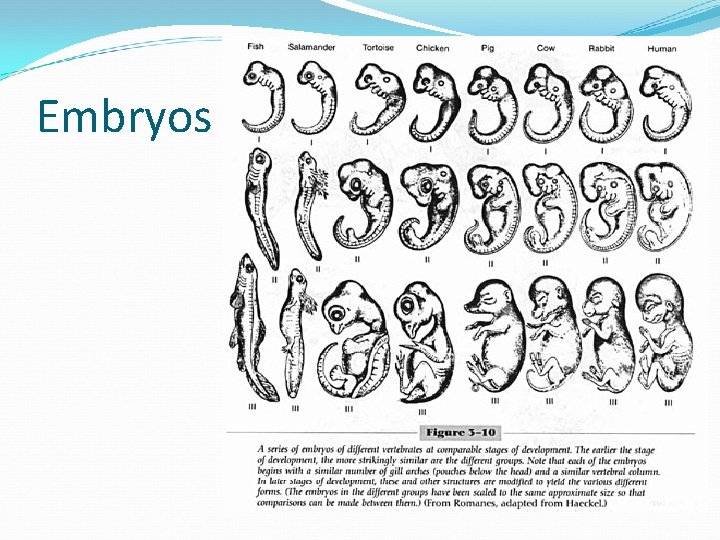 Embryos 