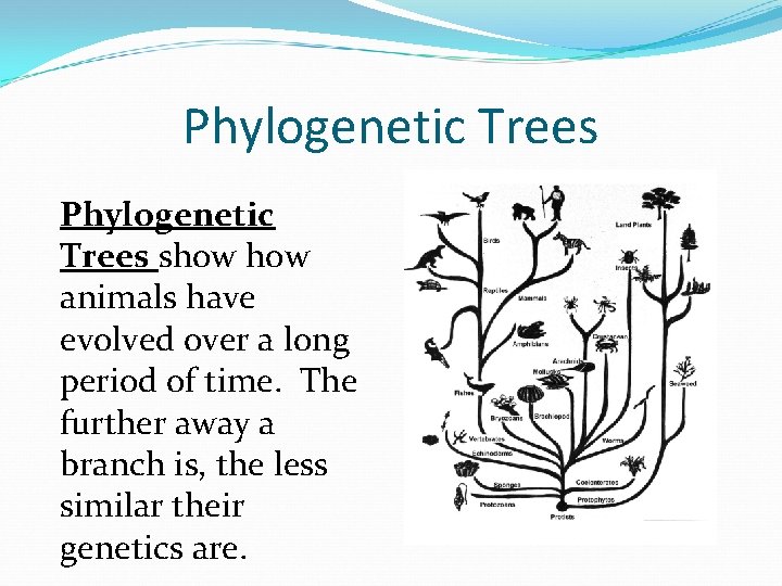 Phylogenetic Trees show animals have evolved over a long period of time. The further