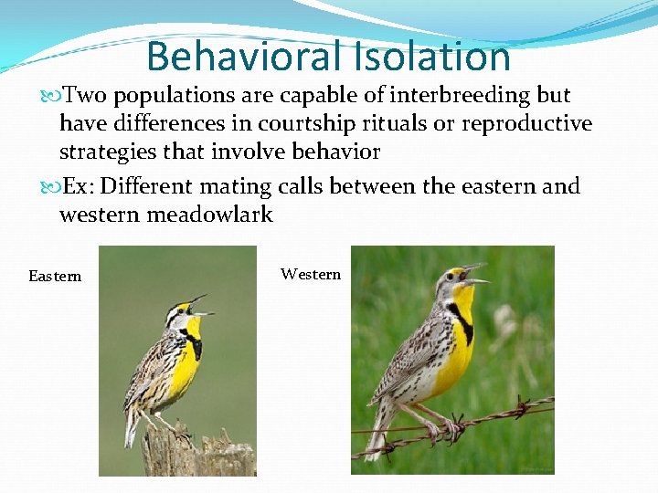 Behavioral Isolation Two populations are capable of interbreeding but have differences in courtship rituals