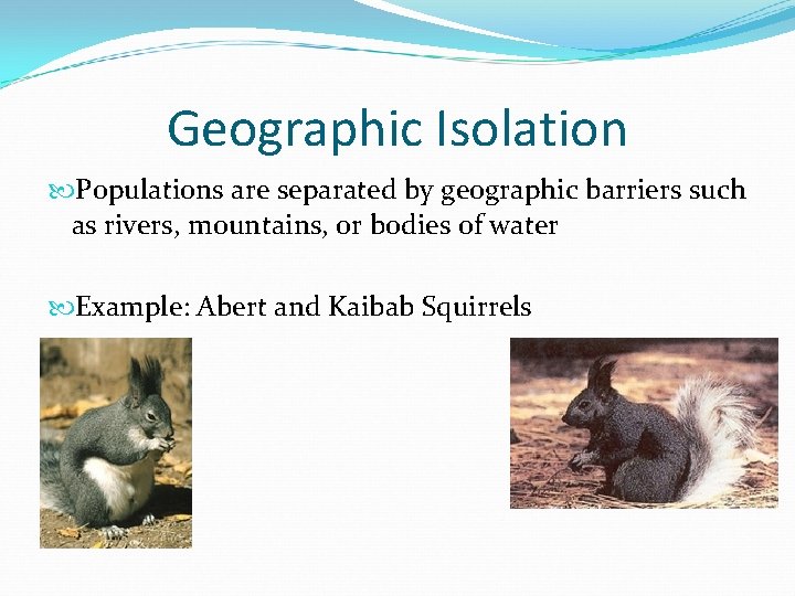 Geographic Isolation Populations are separated by geographic barriers such as rivers, mountains, or bodies