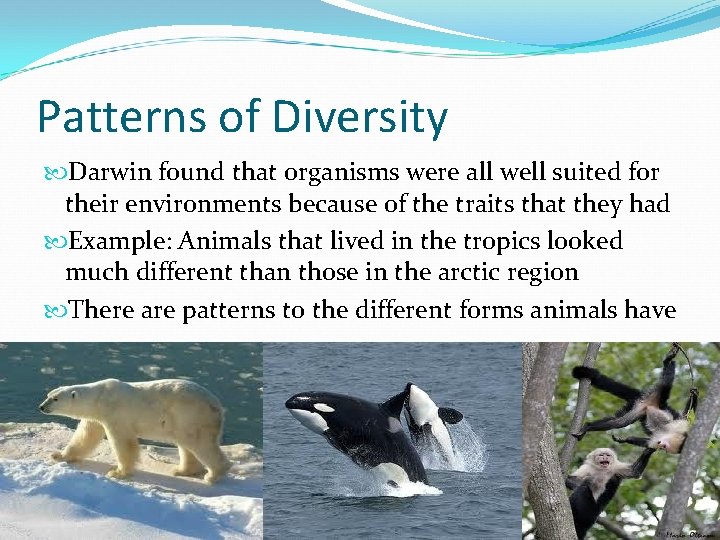 Patterns of Diversity Darwin found that organisms were all well suited for their environments