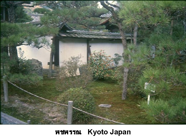 พชพรรณ Kyoto Japan 