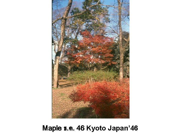 Maple ธ. ค. 46 Kyoto Japan’ 46 