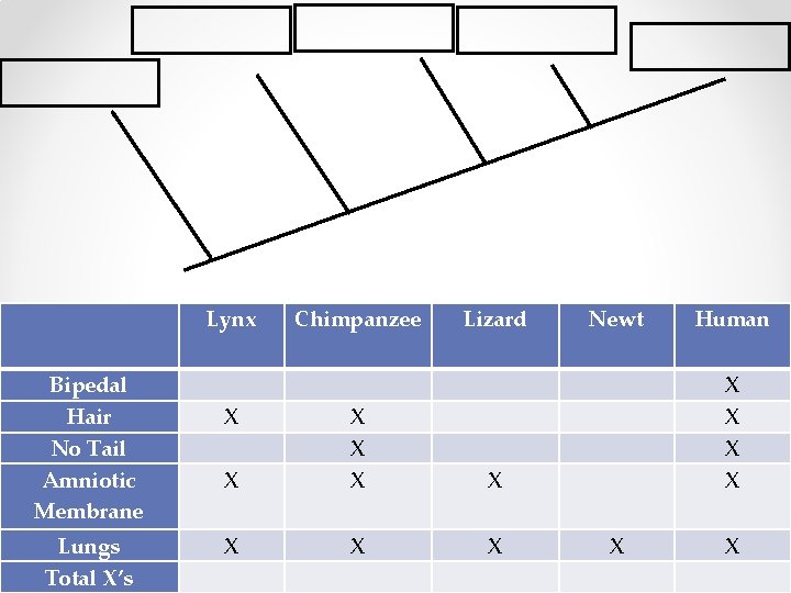  Lynx Chimpanzee Lizard Newt Human Bipedal Hair No Tail Amniotic Membrane X X