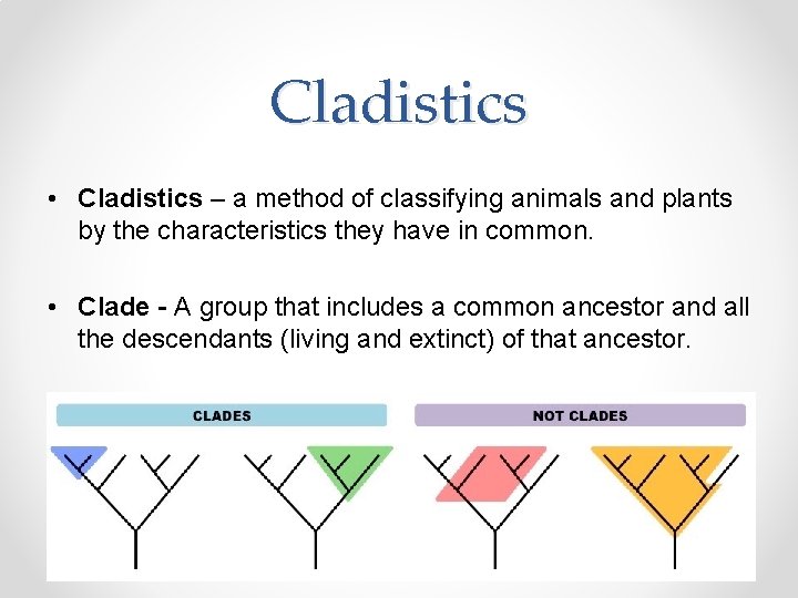 Cladistics • Cladistics – a method of classifying animals and plants by the characteristics