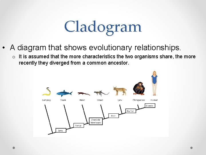 Cladogram • A diagram that shows evolutionary relationships. o It is assumed that the