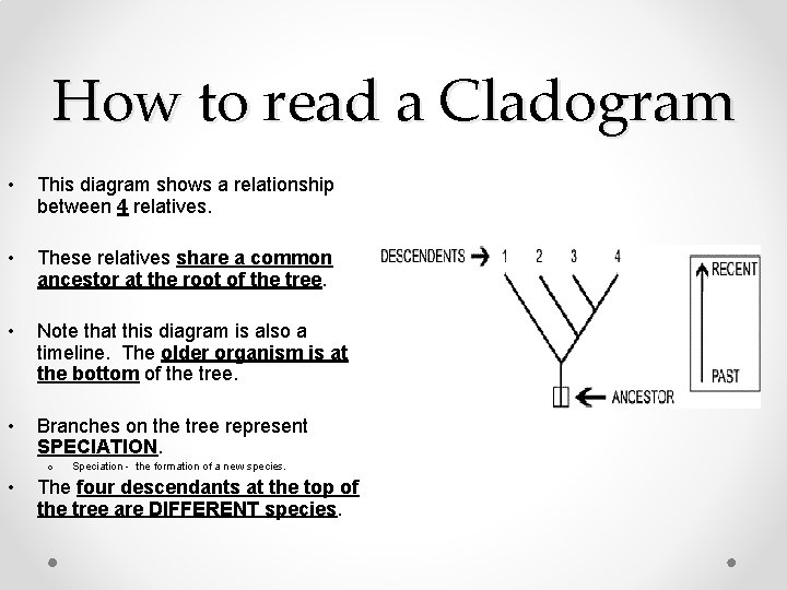 How to read a Cladogram • This diagram shows a relationship between 4 relatives.