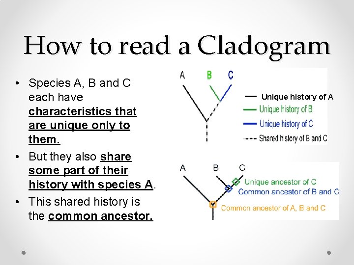 How to read a Cladogram • Species A, B and C each have characteristics