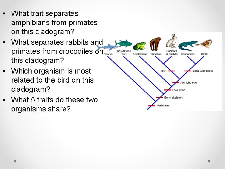 • What trait separates amphibians from primates on this cladogram? • What separates