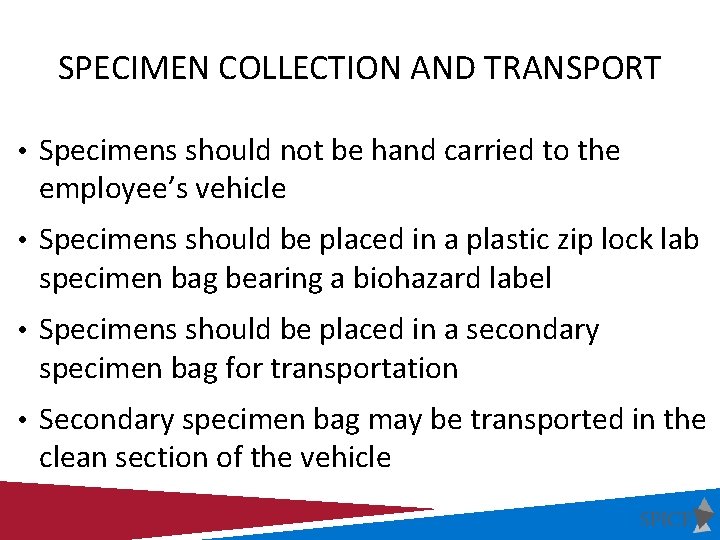 SPECIMEN COLLECTION AND TRANSPORT • Specimens should not be hand carried to the employee’s
