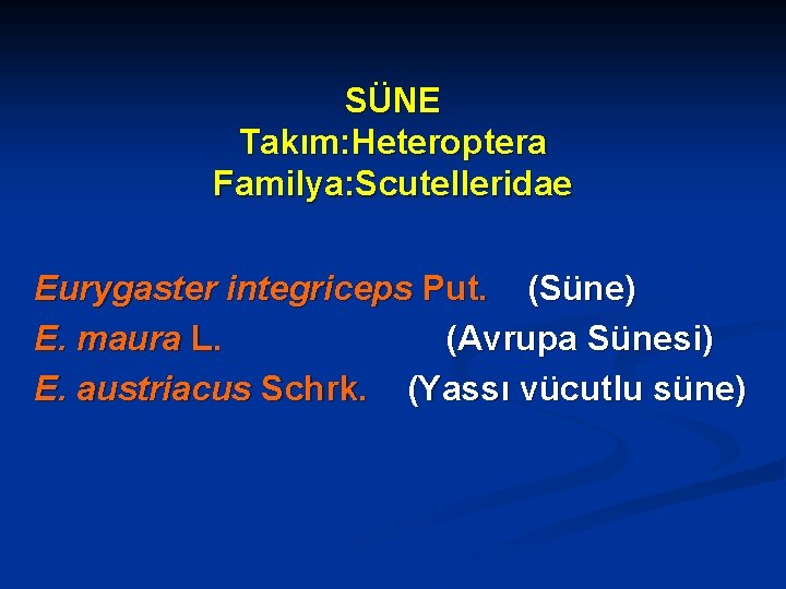 SÜNE Takım: Heteroptera Familya: Scutelleridae Eurygaster integriceps Put. (Süne) E. maura L. (Avrupa Sünesi)