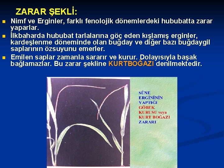 ZARAR ŞEKLİ: n n n Nimf ve Erginler, farklı fenolojik dönemlerdeki hububatta zarar yaparlar.