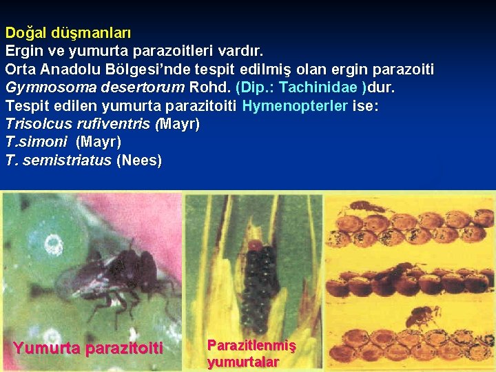 Doğal düşmanları Ergin ve yumurta parazoitleri vardır. Orta Anadolu Bölgesi’nde tespit edilmiş olan ergin