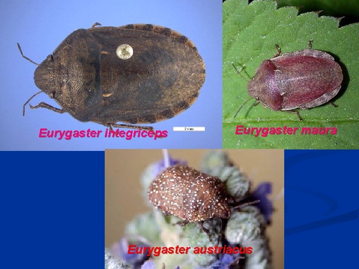 Eurygaster integriceps Eurygaster maura Eurygaster austriacus 