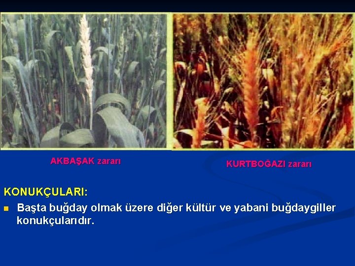 AKBAŞAK zararı KURTBOĞAZI zararı KONUKÇULARI: n Başta buğday olmak üzere diğer kültür ve yabani