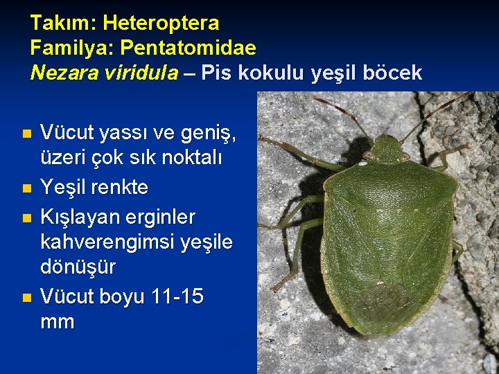Takım: Heteroptera Familya: Pentatomidae Nezara viridula – Pis kokulu yeşil böcek n n Vücut
