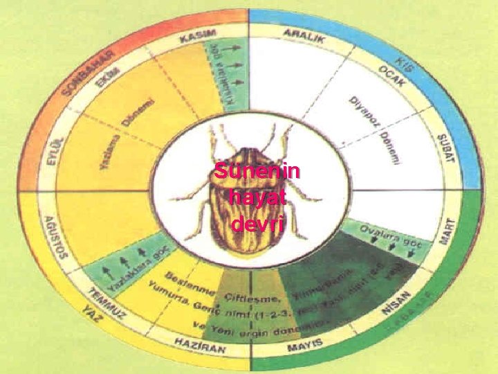 Sünenin hayat devri 