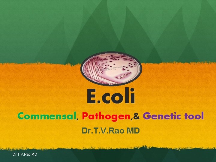 E. coli Commensal, Pathogen, & Genetic tool Dr. T. V. Rao MD E. coli Commensal, Pathogen, & Genetic tool Dr. T. V. Rao MD