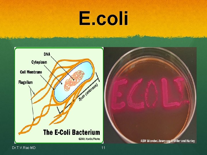 E. coli Dr. T. V. Rao MD 11 E. coli Dr. T. V. Rao MD 11