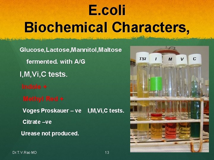 E. coli Biochemical Characters, Glucose, Lactose, Mannitol, Maltose fermented. with A/G I, M, Vi, E. coli Biochemical Characters, Glucose, Lactose, Mannitol, Maltose fermented. with A/G I, M, Vi,