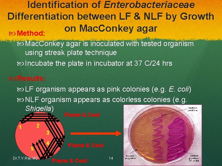 Identification of Enterobacteriaceae Differentiation between LF & NLF by Growth on Mac. Conkey agar Identification of Enterobacteriaceae Differentiation between LF & NLF by Growth on Mac. Conkey agar
