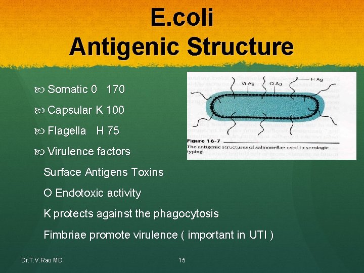 E. coli Antigenic Structure Somatic 0 170 Capsular K 100 Flagella H 75 Virulence E. coli Antigenic Structure Somatic 0 170 Capsular K 100 Flagella H 75 Virulence