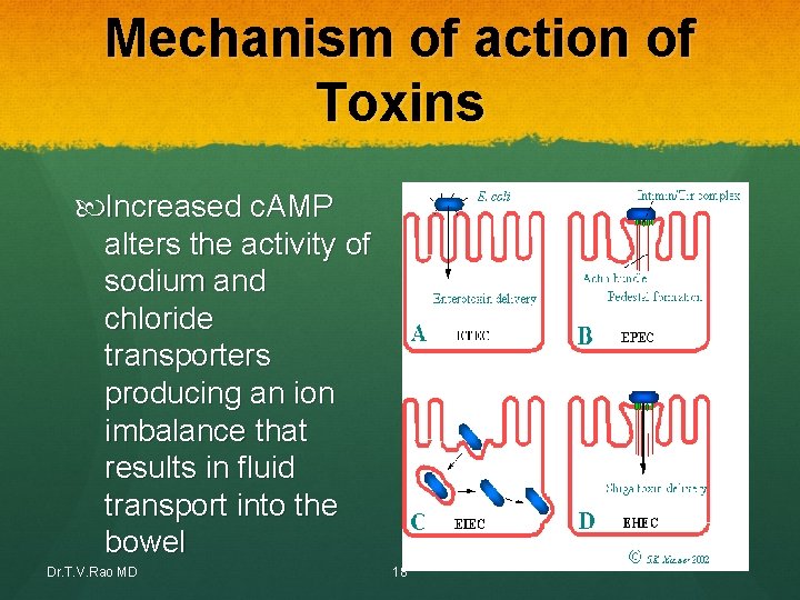 Mechanism of action of Toxins Increased c. AMP alters the activity of sodium and Mechanism of action of Toxins Increased c. AMP alters the activity of sodium and