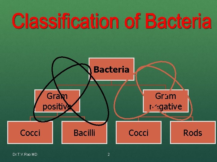 Bacteria Gram positive Cocci Dr. T. V. Rao MD Gram negative Bacilli Cocci 2 Bacteria Gram positive Cocci Dr. T. V. Rao MD Gram negative Bacilli Cocci 2