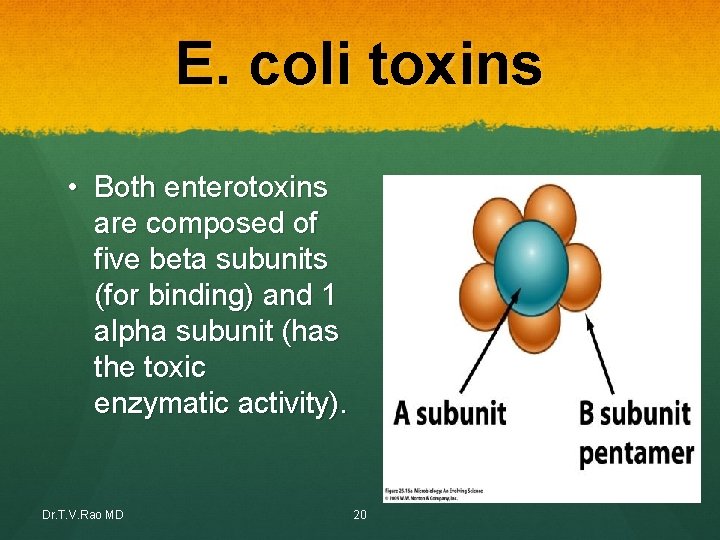 E. coli toxins • Both enterotoxins are composed of five beta subunits (for binding) E. coli toxins • Both enterotoxins are composed of five beta subunits (for binding)