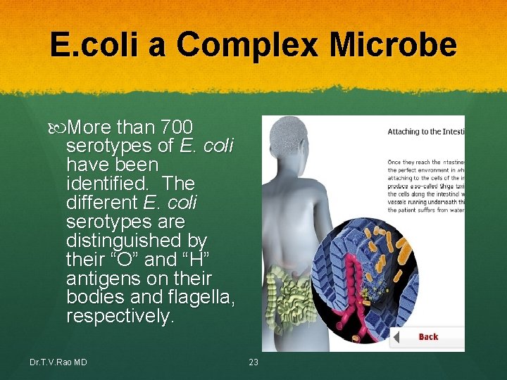 E. coli a Complex Microbe More than 700 serotypes of E. coli have been E. coli a Complex Microbe More than 700 serotypes of E. coli have been