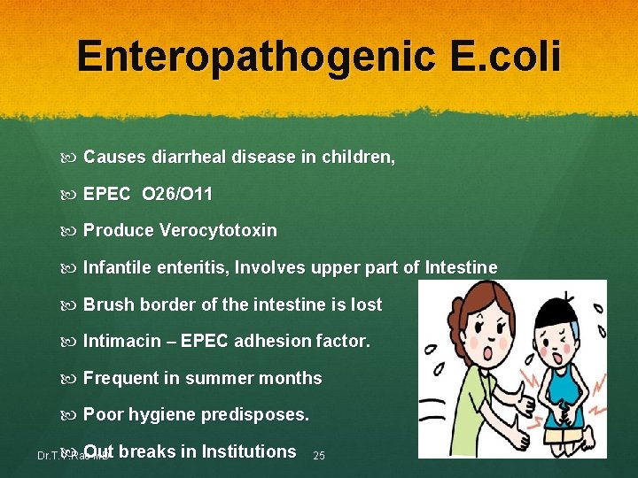 Enteropathogenic E. coli Causes diarrheal disease in children, EPEC O 26/O 11 Produce Verocytotoxin Enteropathogenic E. coli Causes diarrheal disease in children, EPEC O 26/O 11 Produce Verocytotoxin