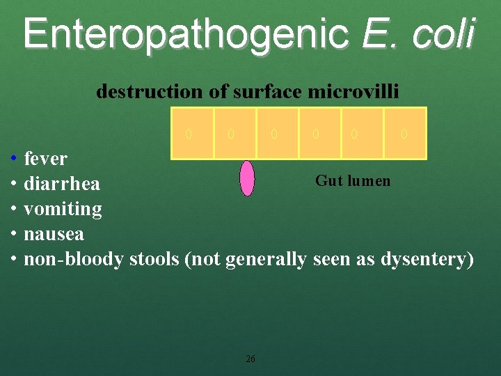 Enteropathogenic E. coli destruction of surface microvilli • fever Gut lumen • diarrhea • Enteropathogenic E. coli destruction of surface microvilli • fever Gut lumen • diarrhea •
