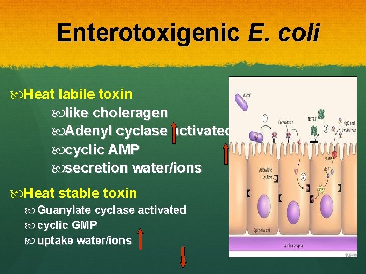 Enterotoxigenic E. coli Heat labile toxin like choleragen Adenyl cyclase activated cyclic AMP secretion Enterotoxigenic E. coli Heat labile toxin like choleragen Adenyl cyclase activated cyclic AMP secretion