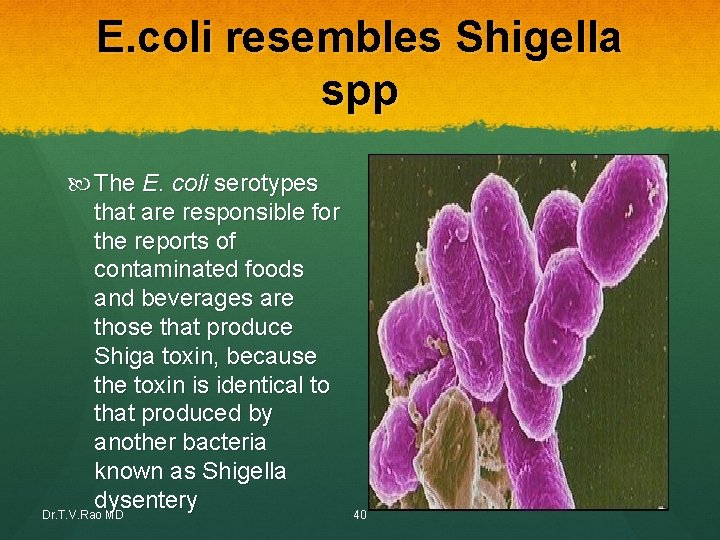 E. coli resembles Shigella spp The E. coli serotypes that are responsible for the E. coli resembles Shigella spp The E. coli serotypes that are responsible for the