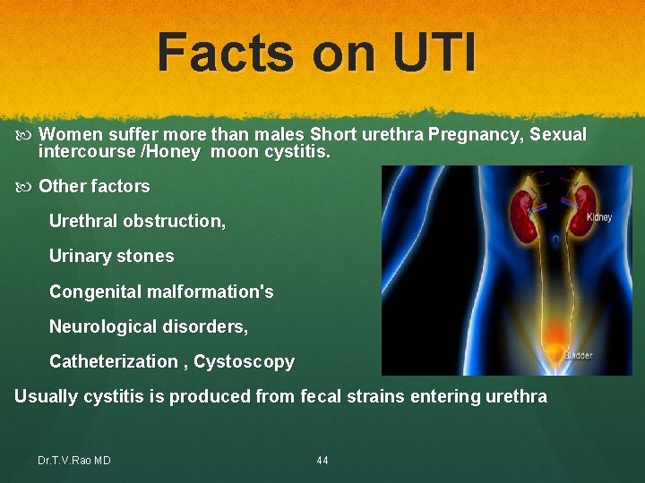 Facts on UTI Women suffer more than males Short urethra Pregnancy, Sexual intercourse /Honey Facts on UTI Women suffer more than males Short urethra Pregnancy, Sexual intercourse /Honey