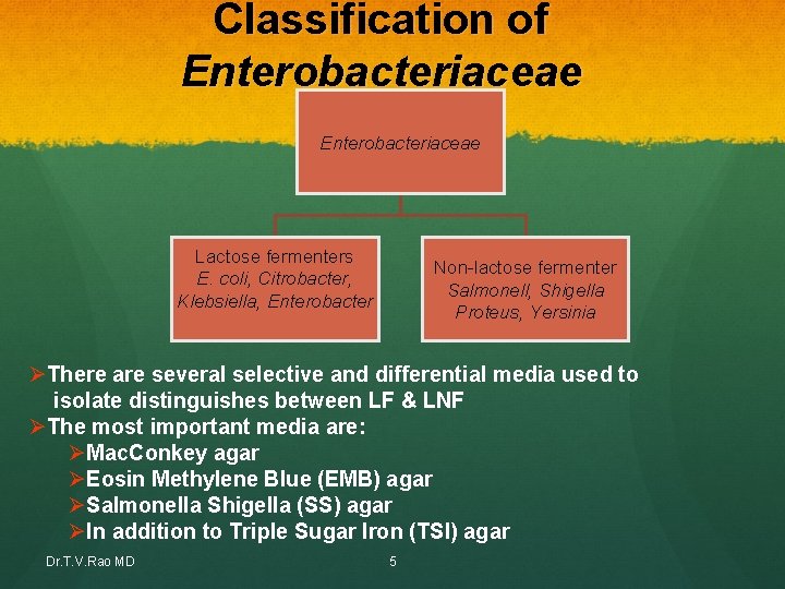Classification of Enterobacteriaceae Lactose fermenters E. coli, Citrobacter, Klebsiella, Enterobacter Non-lactose fermenter Salmonell, Shigella Classification of Enterobacteriaceae Lactose fermenters E. coli, Citrobacter, Klebsiella, Enterobacter Non-lactose fermenter Salmonell, Shigella