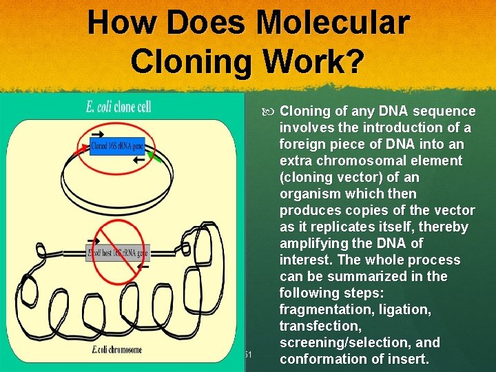 How Does Molecular Cloning Work? Dr. T. V. Rao MD 51 Cloning of any How Does Molecular Cloning Work? Dr. T. V. Rao MD 51 Cloning of any