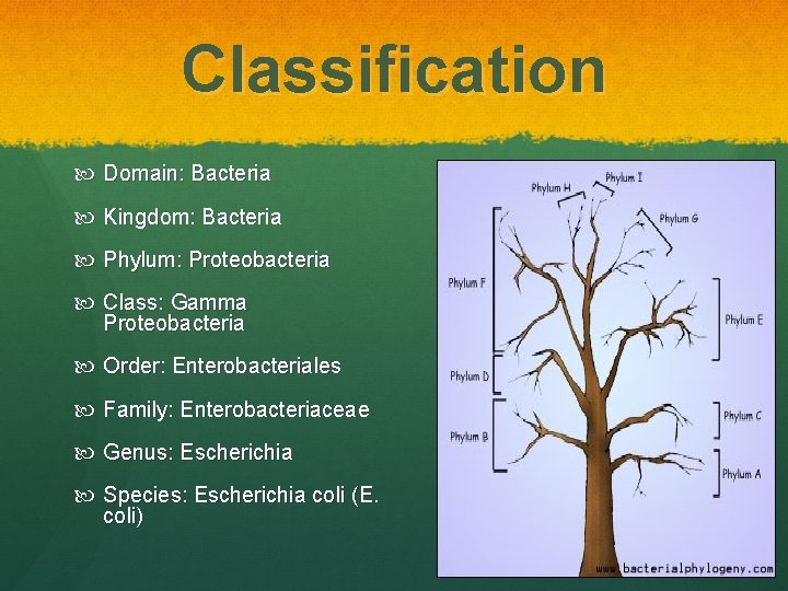 Classification Domain: Bacteria Kingdom: Bacteria Phylum: Proteobacteria Class: Gamma Proteobacteria Order: Enterobacteriales Family: Enterobacteriaceae Classification Domain: Bacteria Kingdom: Bacteria Phylum: Proteobacteria Class: Gamma Proteobacteria Order: Enterobacteriales Family: Enterobacteriaceae